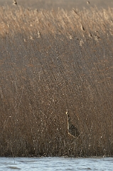 David Plant Photography - Wildlife Photography - Bittern - F